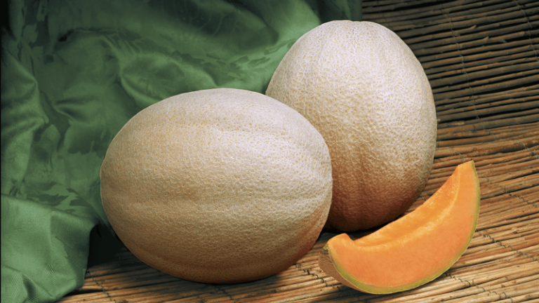 MS4313 - Variety Melon | Syngenta Vegetable Seeds US