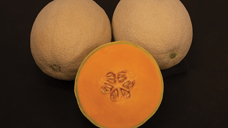 MS4313 - Variety Melon | Syngenta Vegetable Seeds US