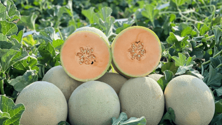 MS4313 - Variety Melon | Syngenta Vegetable Seeds US