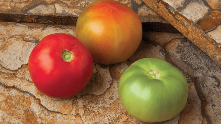 Tomato Portfolio | Syngenta Vegetable Seeds US