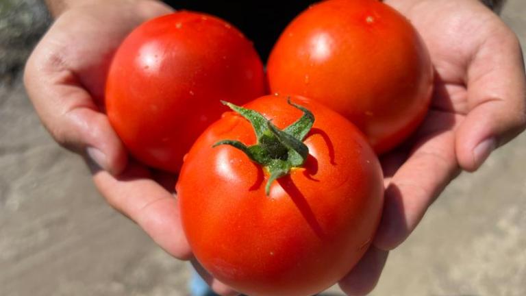 MOUNTAIN MAN - Variety Tomato | Syngenta Vegetable Seeds US