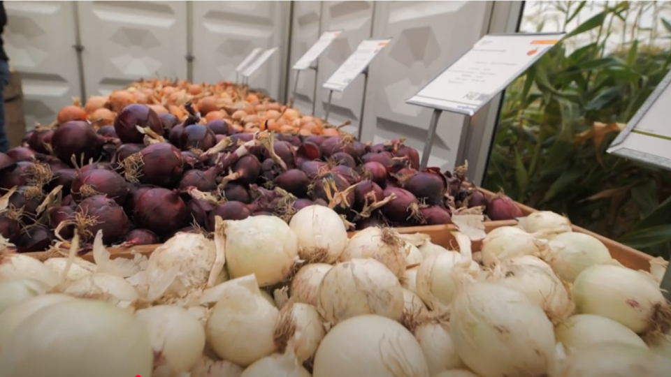 ontdek_de_uienrassen_van_syngenta