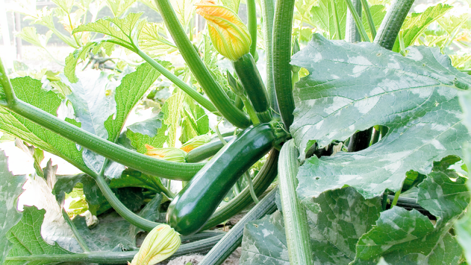 Syngenta Zucchini Varieties for Better Resistance