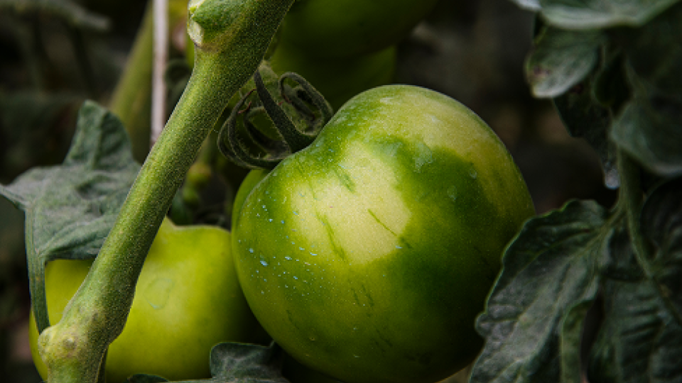 tomate image