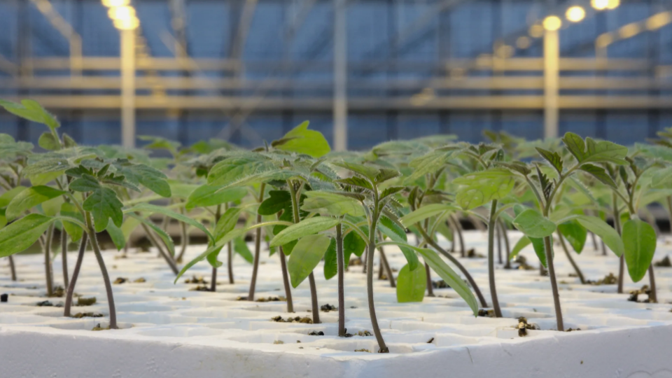 Young seedlings growing in white hydroponic trays inside a greenhouse