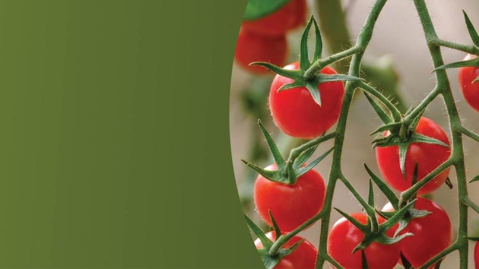 Cluster of ripe red cherry tomatoes hanging on the vine
