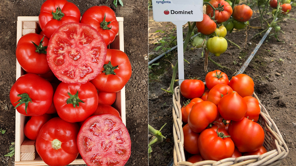 Tomatoes in crates at a market stall, with sliced tomatoes showing the inside.mate