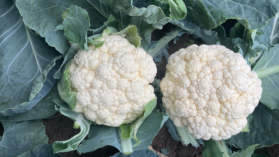 Fields of Innovation 2026 Clubroot Cauliflower