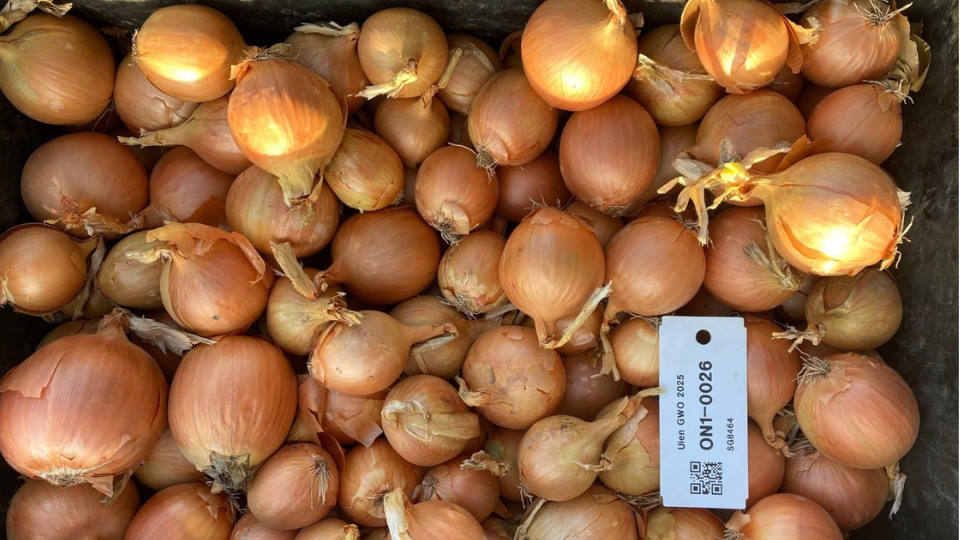 Fields of Innovation 2026 Downy Mildew Onion