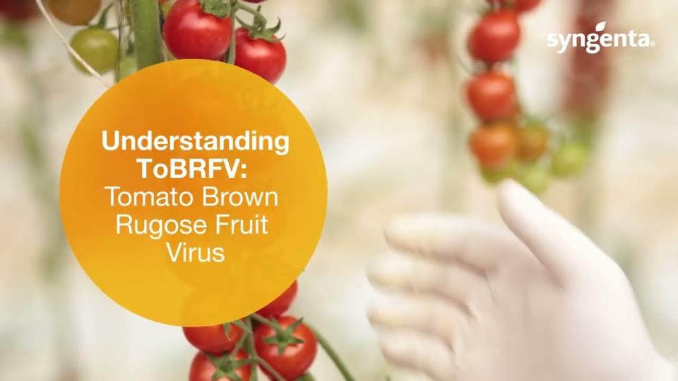 Tomato Brown Rugose Fruit Virus (ToBRFV) Information Center | Syngenta ...