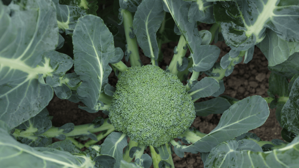 Broccoli | Syngenta Vegetable Seeds United Kingdom