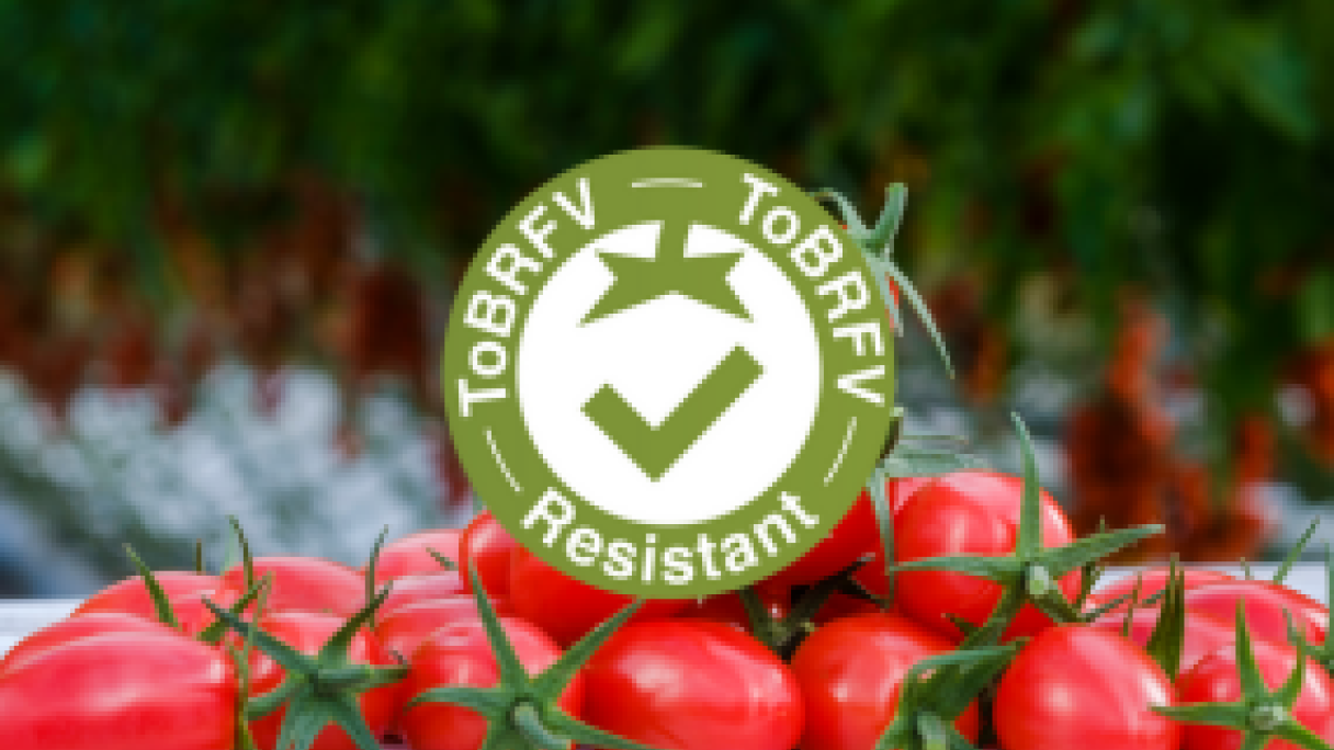 Tomato Brown Rugose Fruit Virus (ToBRFV) Information Center | Syngenta ...