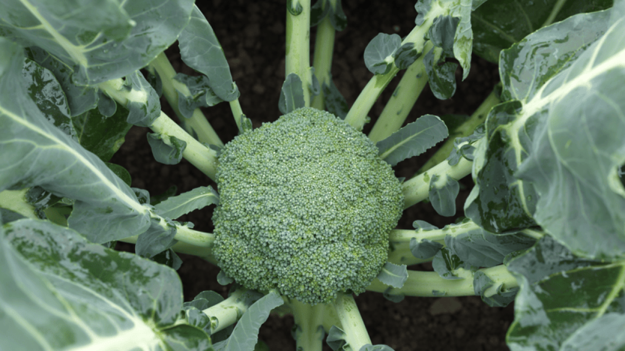 Broccoli | Syngenta Vegetable Seeds United Kingdom