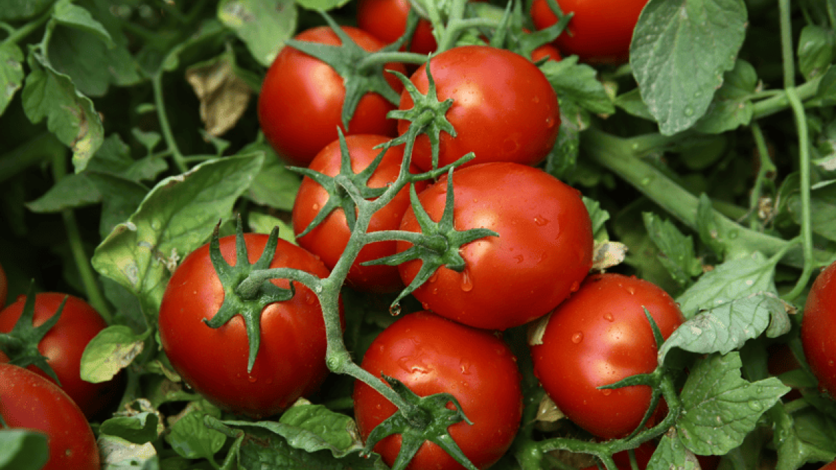 Rob Rafano RAFANO - Variety Tomato | Syngenta Vegetable Seeds