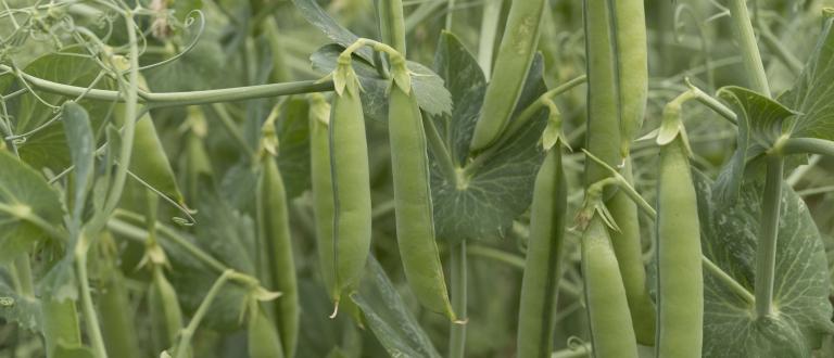 Green pea pods growing on a vine in a garden