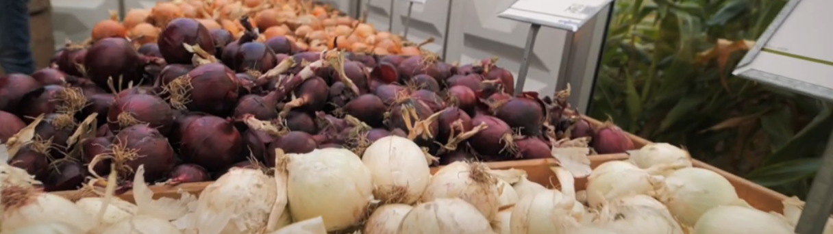 ontdek_de_uienrassen_van_syngenta
