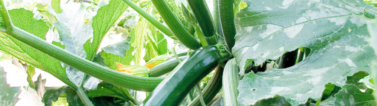 Syngenta Zucchini Varieties for Better Resistance