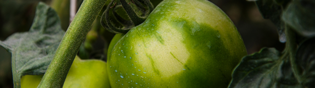 tomate image