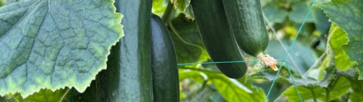 Three green cucumbers hanging on the vine among large leaves
