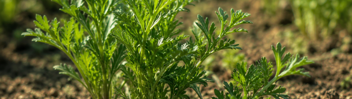Young carrot seedlings sprouting in soil with sunlight and blurred greenery background