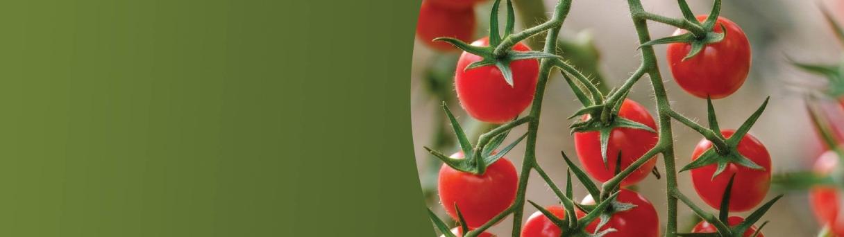 Cluster of ripe red cherry tomatoes hanging on the vine