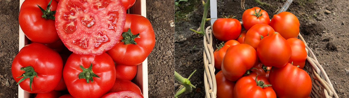 Two photos of ripe red tomatoes, sliced on the left and piled in a basket on the right