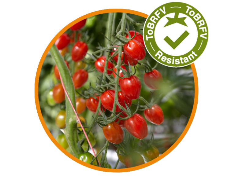 tobrfv_drupal_two-column_block_tomato