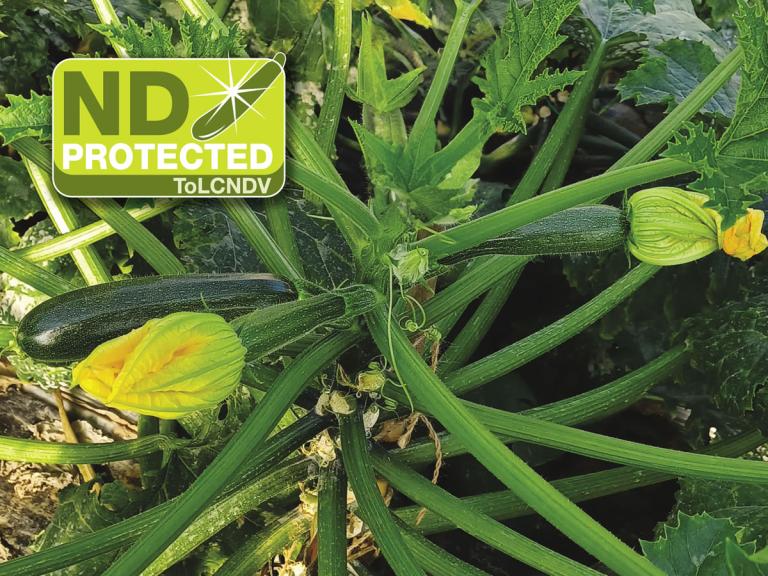 Lambda ND Resistente al ToLCNDV per coltivazione invernale nell’areale di Latina - Syngenta