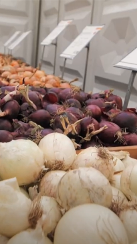 ontdek_de_uienrassen_van_syngenta