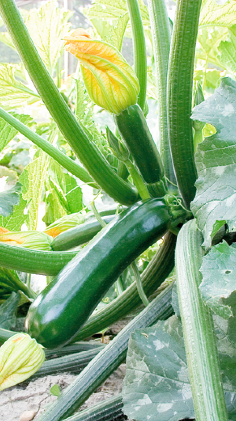 Syngenta Zucchini Varieties for Better Resistance