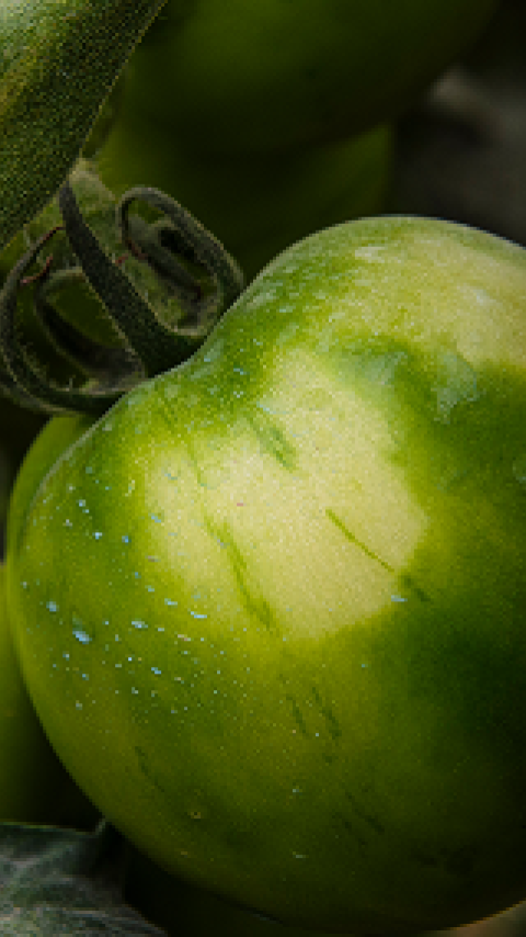 tomate image