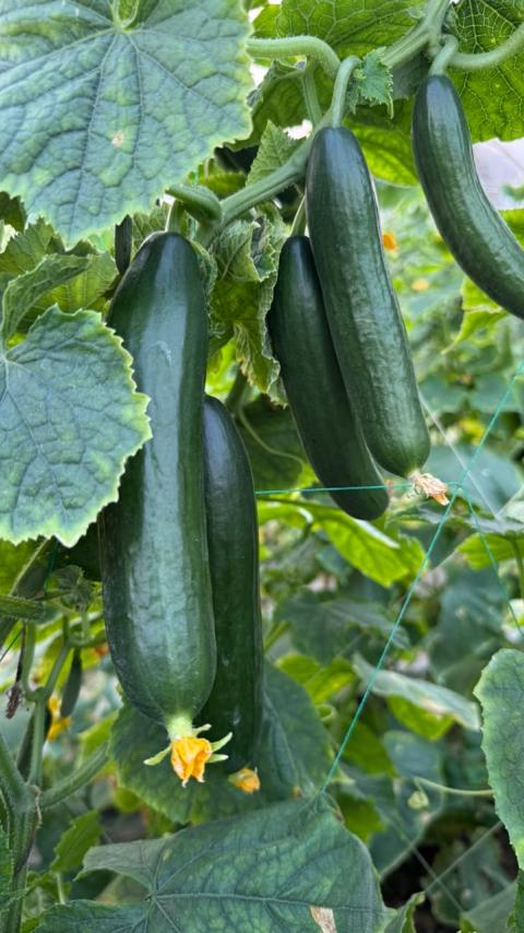 Three green cucumbers hanging on the vine among large leaves