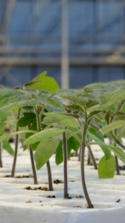 Young seedlings growing in white hydroponic trays inside a greenhouse