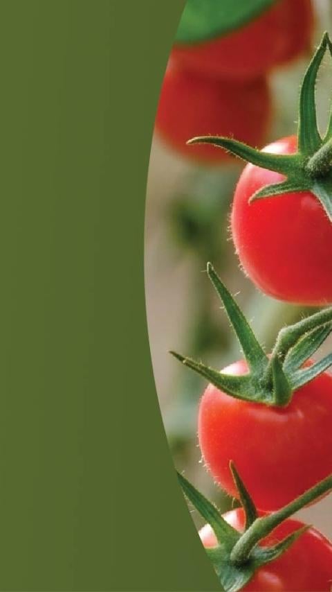 Cluster of ripe red cherry tomatoes hanging on the vine