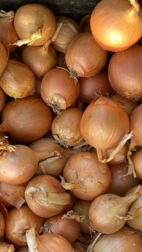 Fields of Innovation 2026 Downy Mildew Onion