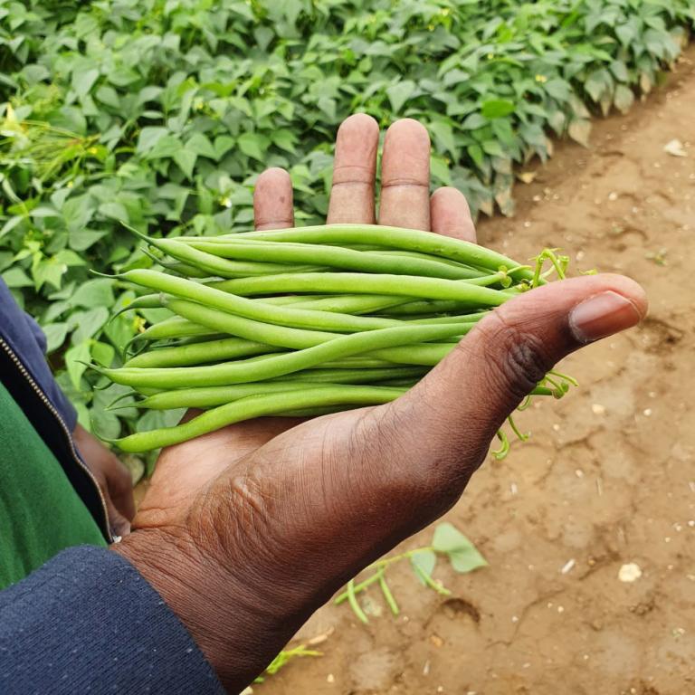 Syngenta Vegetable Seeds kształtuje przyszłość zielonej fasoli wspólnie z klientami z Europy i Afryki - Zdjęcie 1