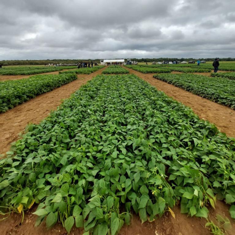 Syngenta Vegetable Seeds kształtuje przyszłość zielonej fasoli wspólnie z klientami z Europy i Afryki - Zdjęcie 2