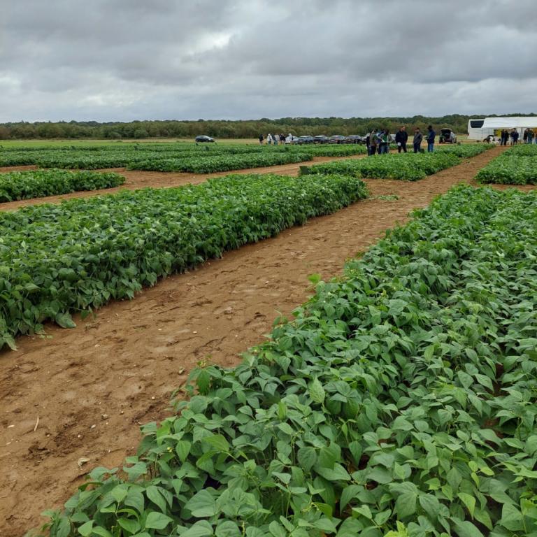 Syngenta Vegetable Seeds kształtuje przyszłość zielonej fasoli wspólnie z klientami z Europy i Afryki - Zdjęcie 5