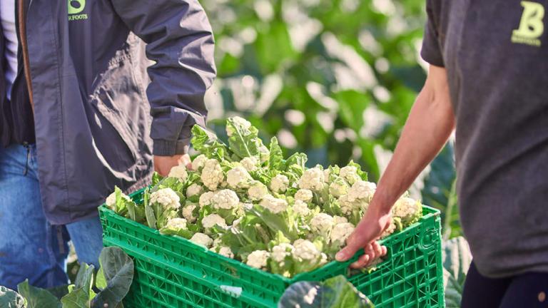 Kalafior Istem firmy Syngenta nominowany do nagrody Innovation Award - kosz
