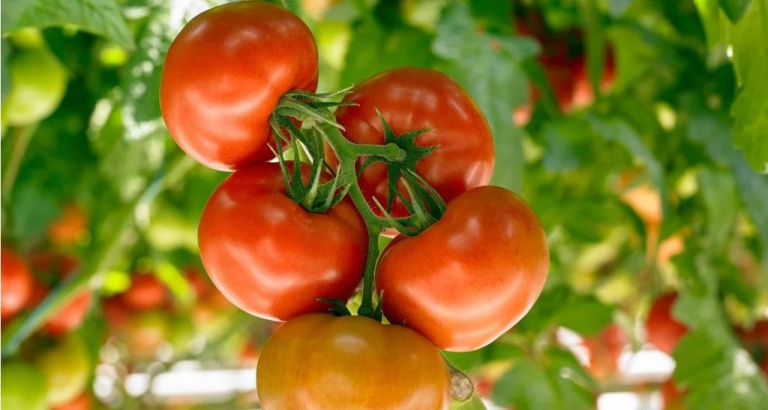 Tomato