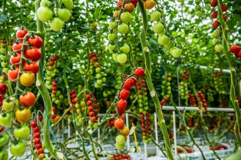 tomatovision