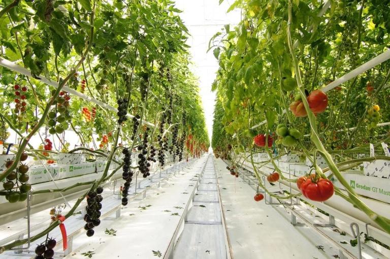 Демонстраційний центр Tomato Vision