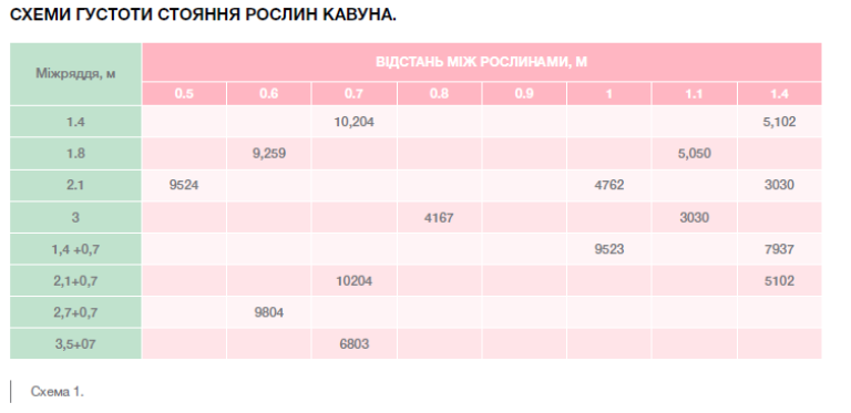 схема густотти стояння рослин кавуна