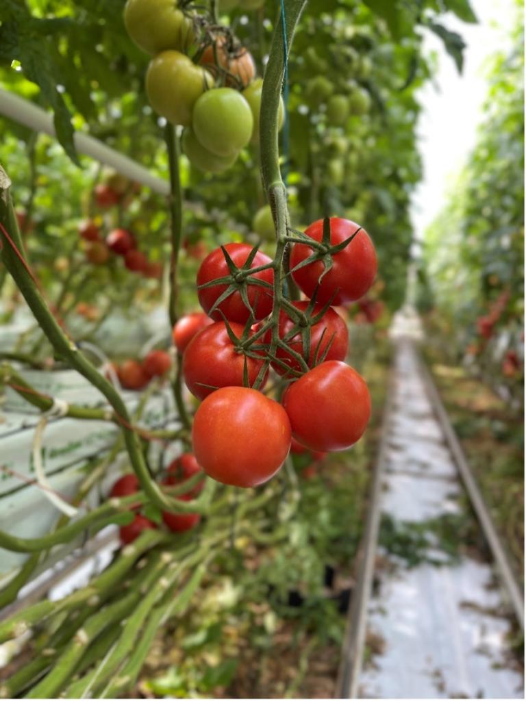 image tomato