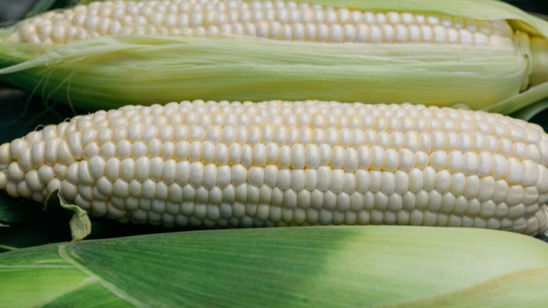 White (Glacial) Sweetcorn