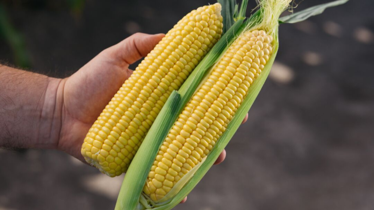 Yellow Sweetcorn