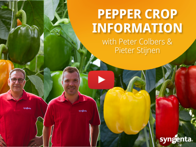 Bedena Pepper