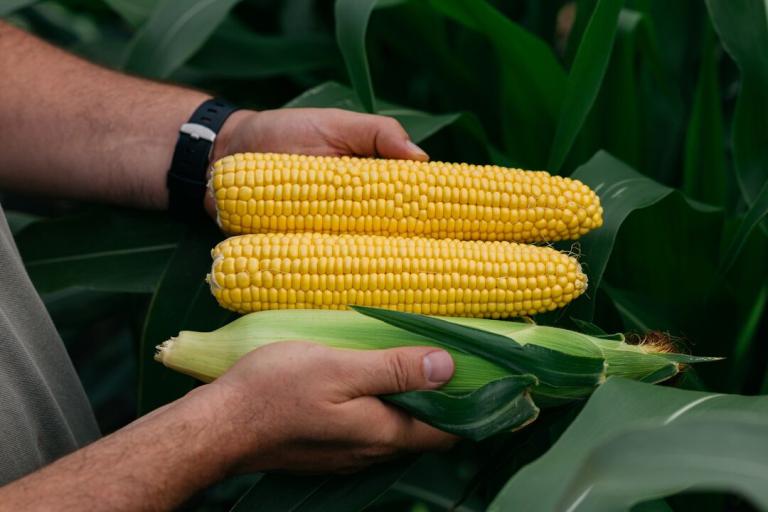 sweetcorn 