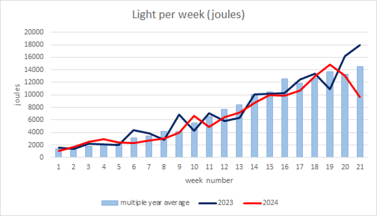 Pepper Light per Week