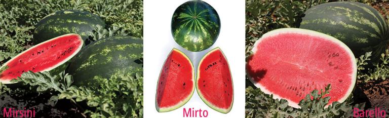 Ένσπερμα Καρπούζια Mirto, Mirsini, Barello